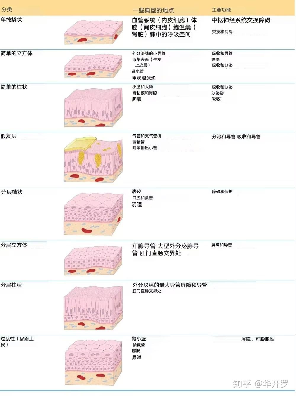 EPITHELIAL TISSUE 上皮组织 - 知乎