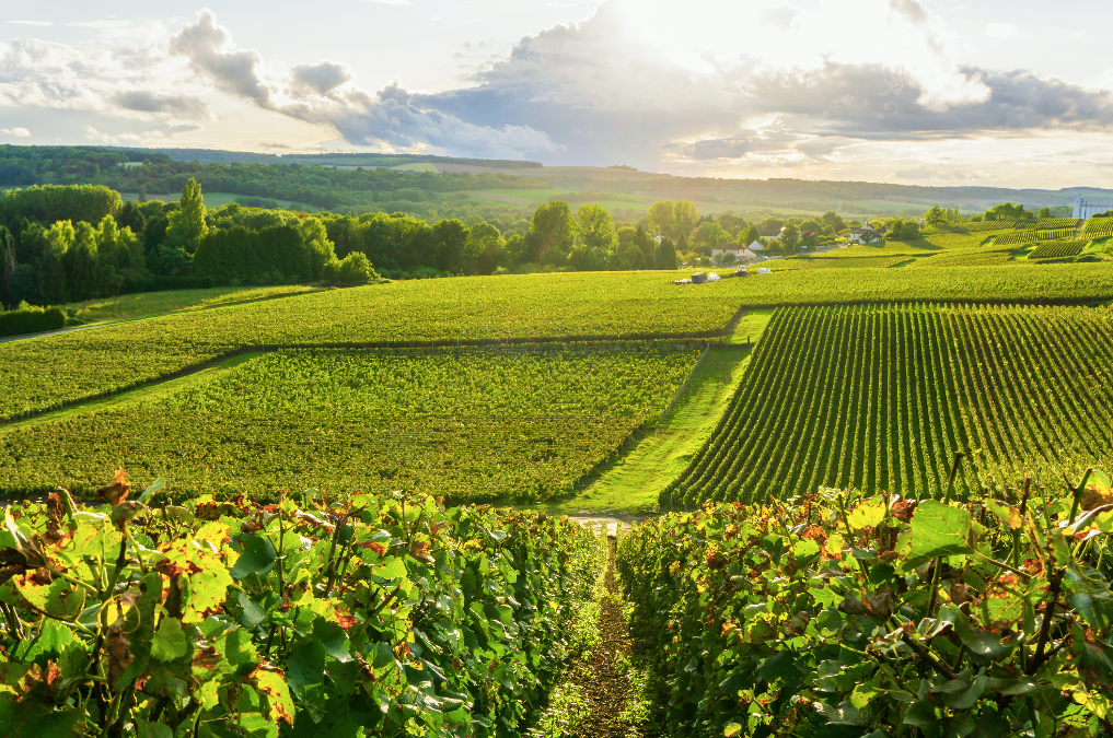 品质之荐·5款独家品牌进口法国佳酿