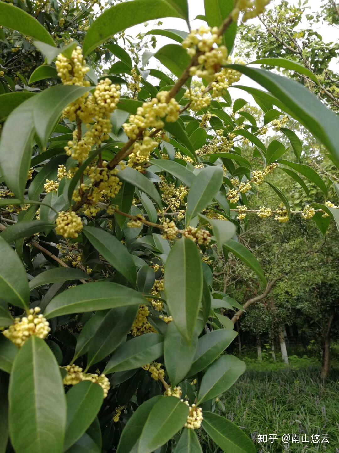 十里荷花半湖茶三秋桂子一城香