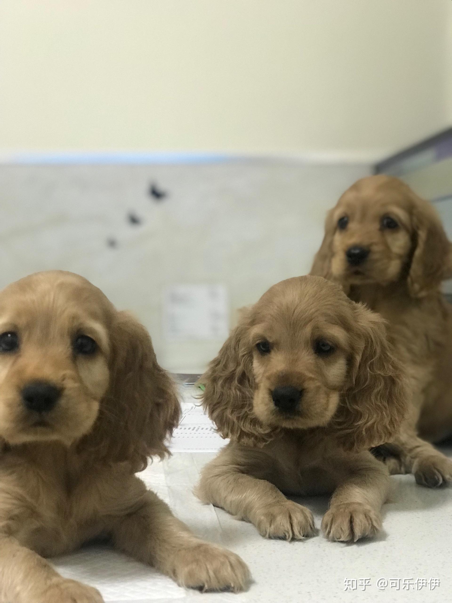 你知道可卡犬吗?
