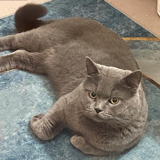 有只蓝猫叫老肥