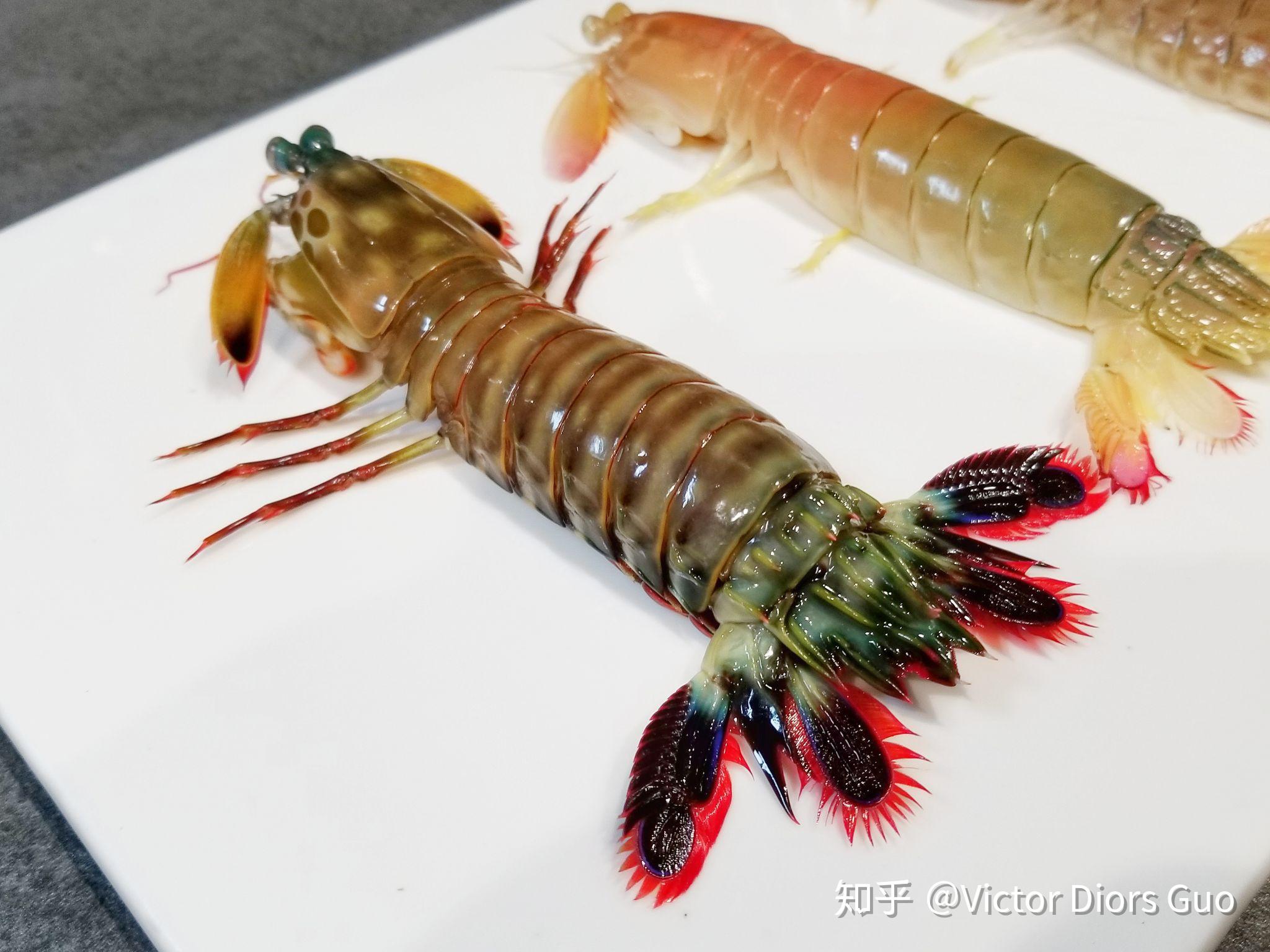 小龙虾捕捞,捕捞虾,小龙虾_大山谷图库
