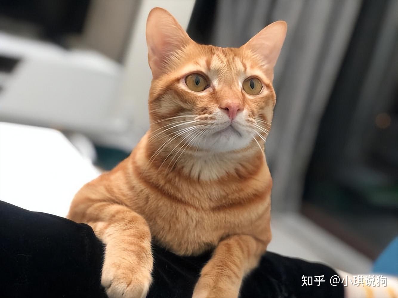 原来“土猫”这么优秀,难怪越来越多人养 - 知乎