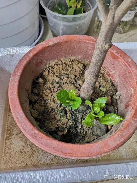 养花总是 烂根 学会4个 科学 方法 家里绿植 嗖嗖长 知乎