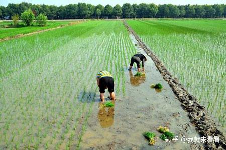 水稻插秧期間怎麼種植管理水稻插秧期需要施複合肥嗎水