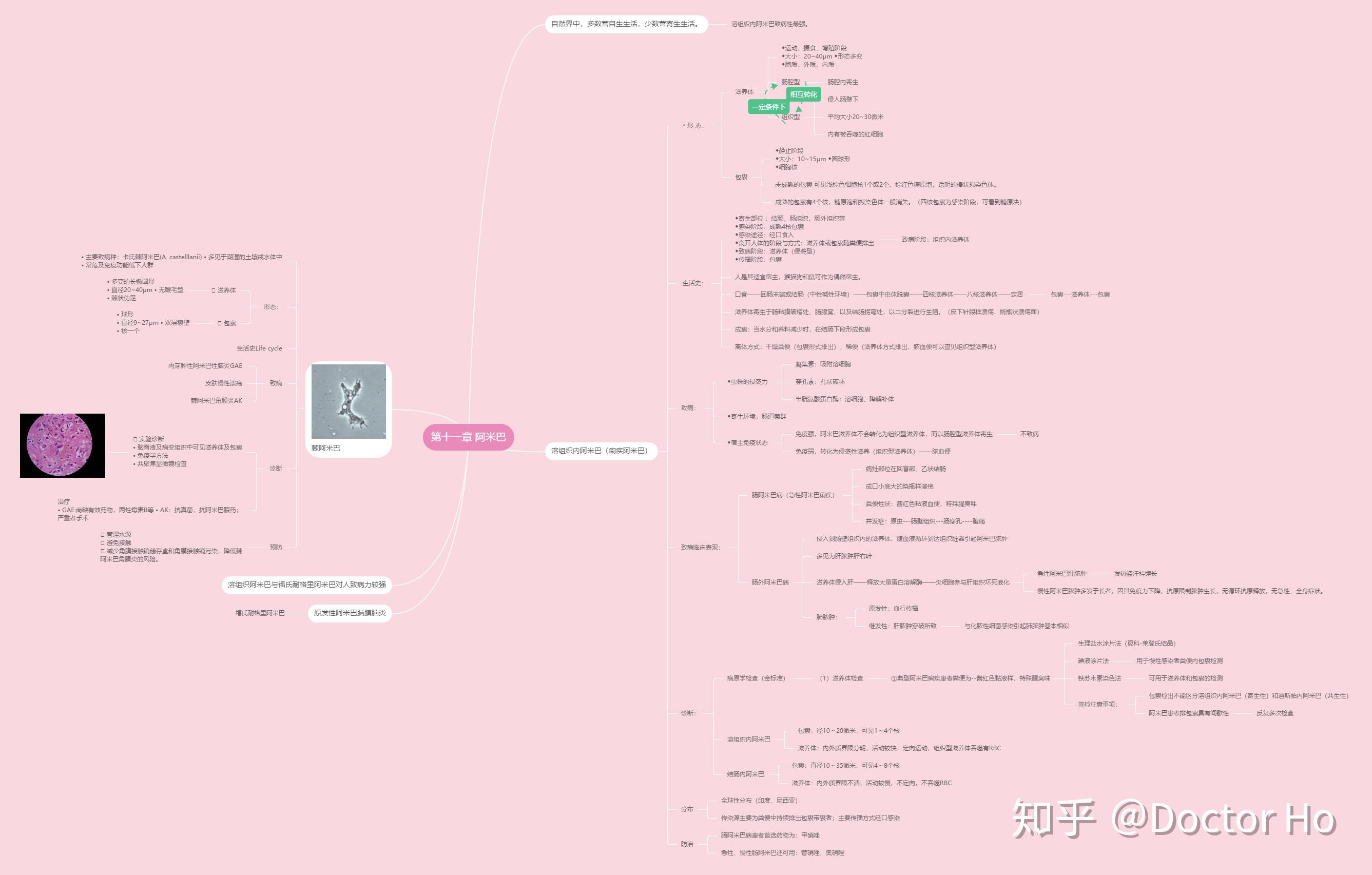 医学寄生虫学第五版思维导图