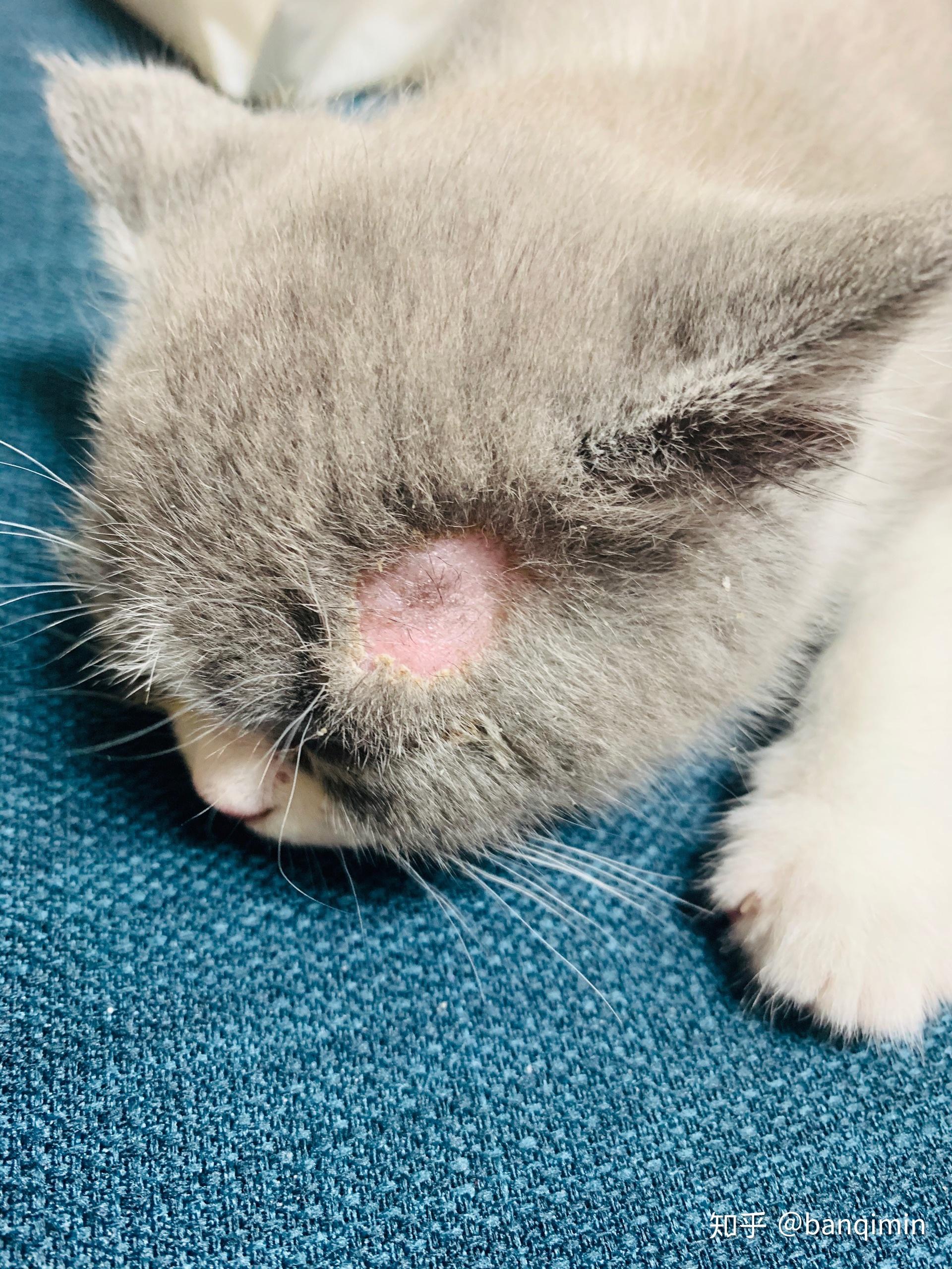 小猫猫藓初期症状图片图片