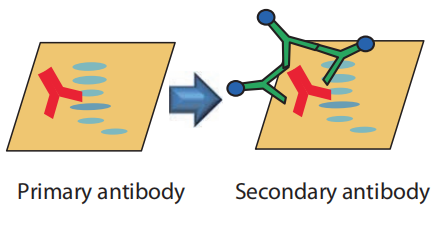 western blot(wb)-小实验中蕴含大文章