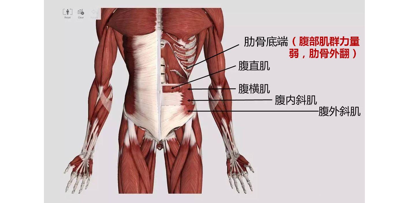 肋骨外翻?别着急,1,2,3,4,5简单五步轻松解决烦恼