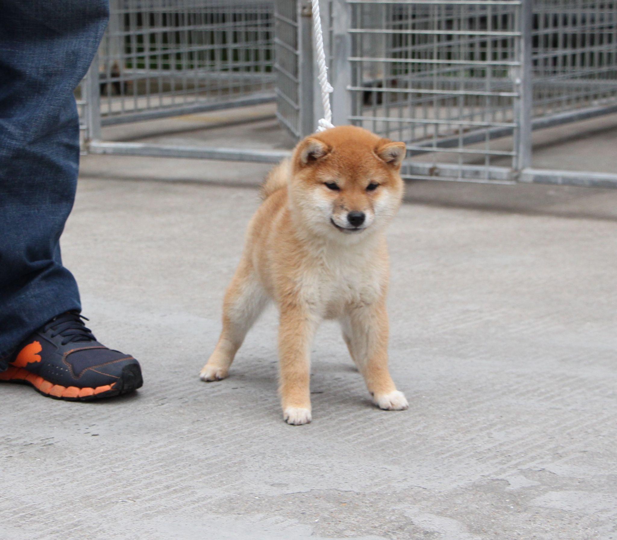 豆柴犬种标准(二) - 知乎