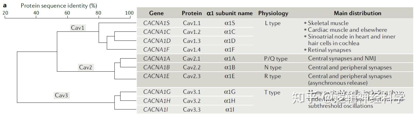综述解析系列︱突触前钙离子通道 (上) - 知乎