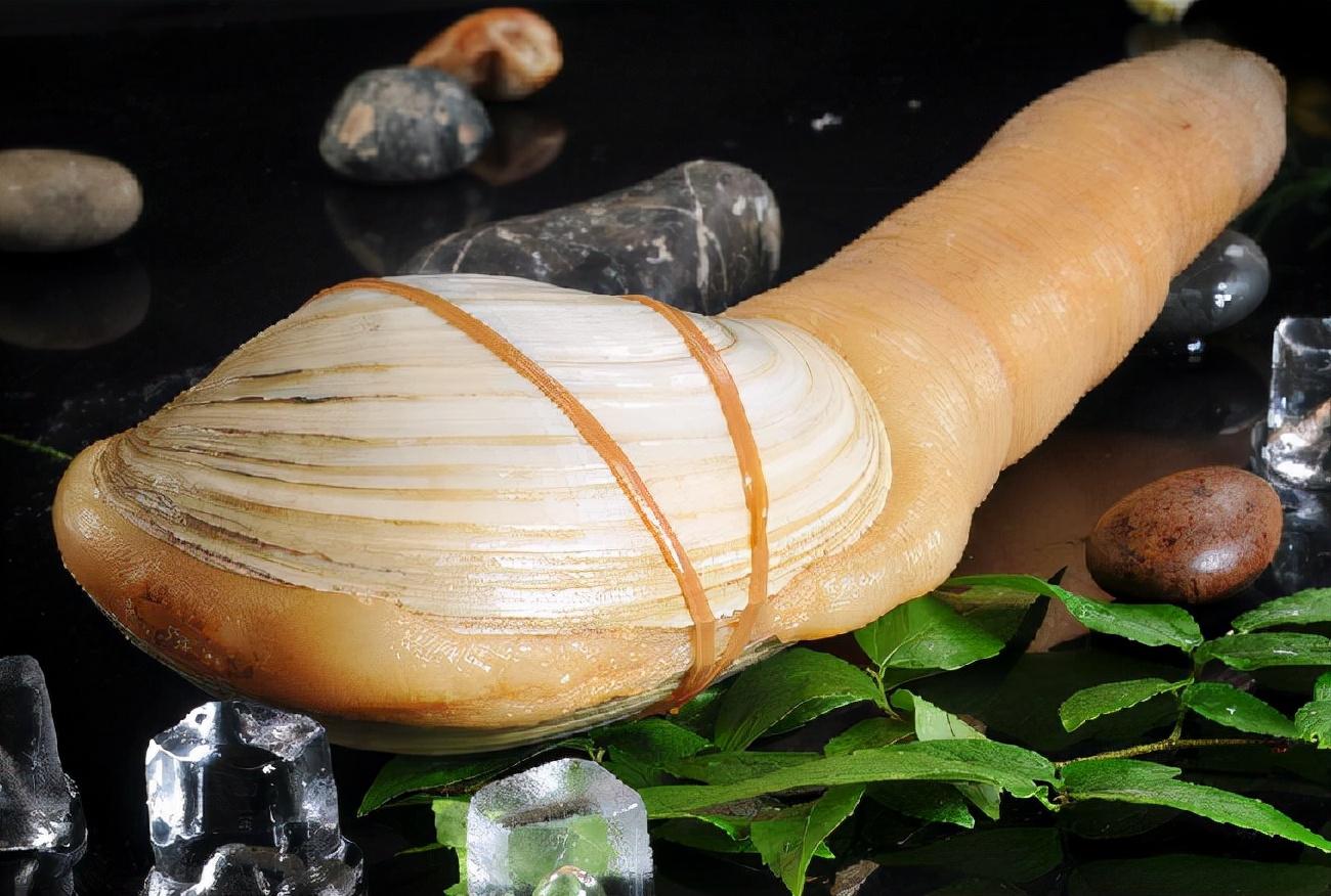 比如山药,犀牛角,象拔蚌,松茸菌