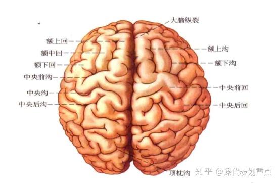 大脑半球三条沟图片