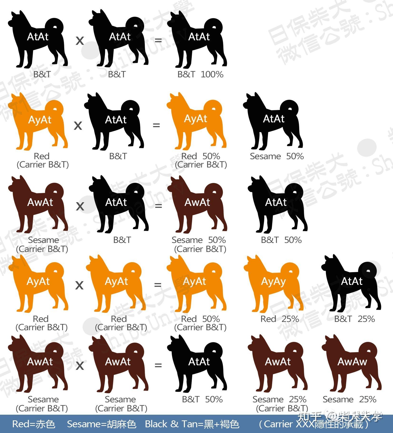 有序繁育柴犬毛色基因图谱