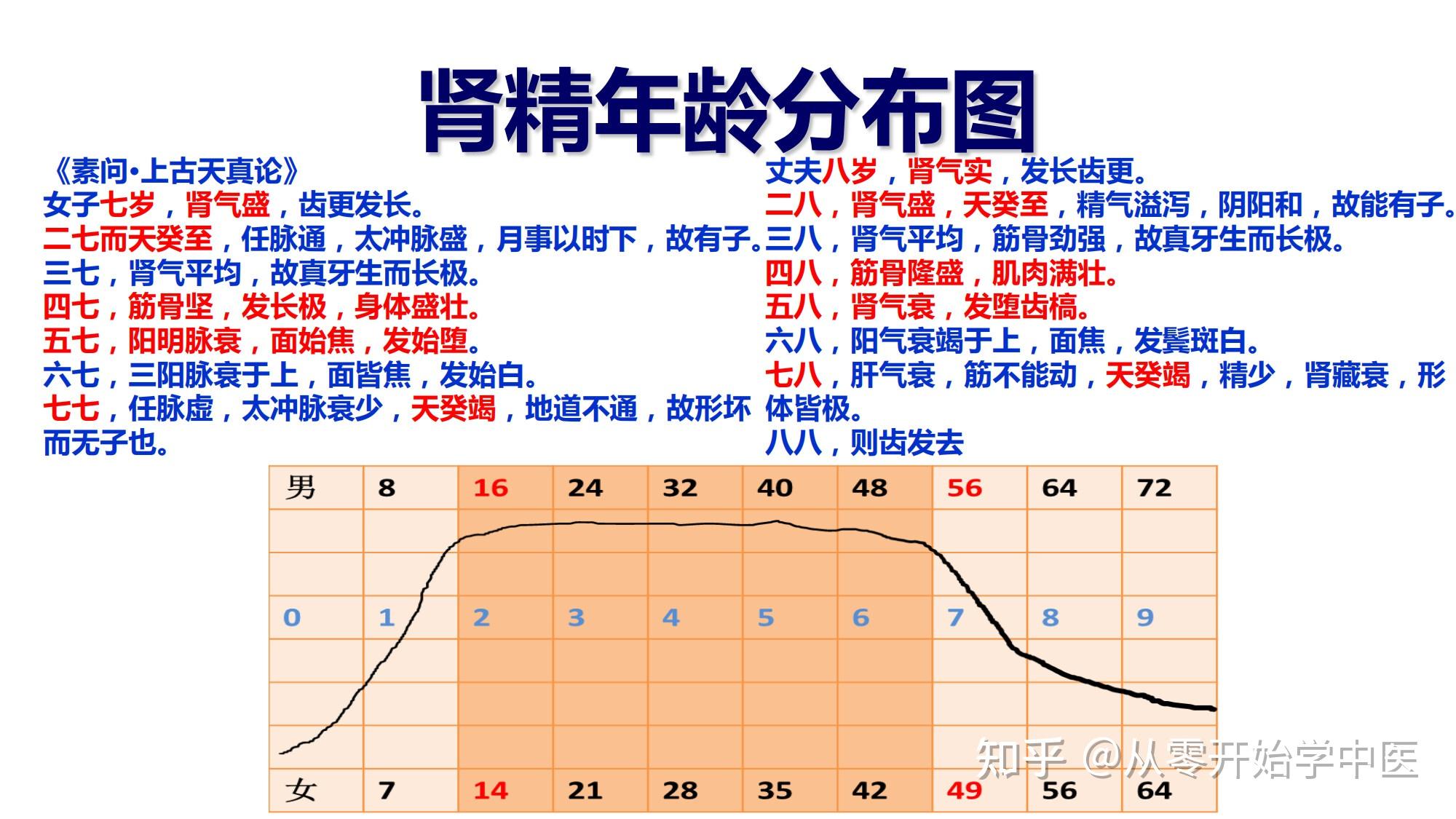 从零开始学中医:脏腑学说(肾) - 知乎