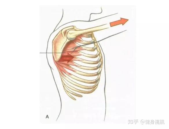 拥有前锯肌才是检验身材的标准! - 知乎