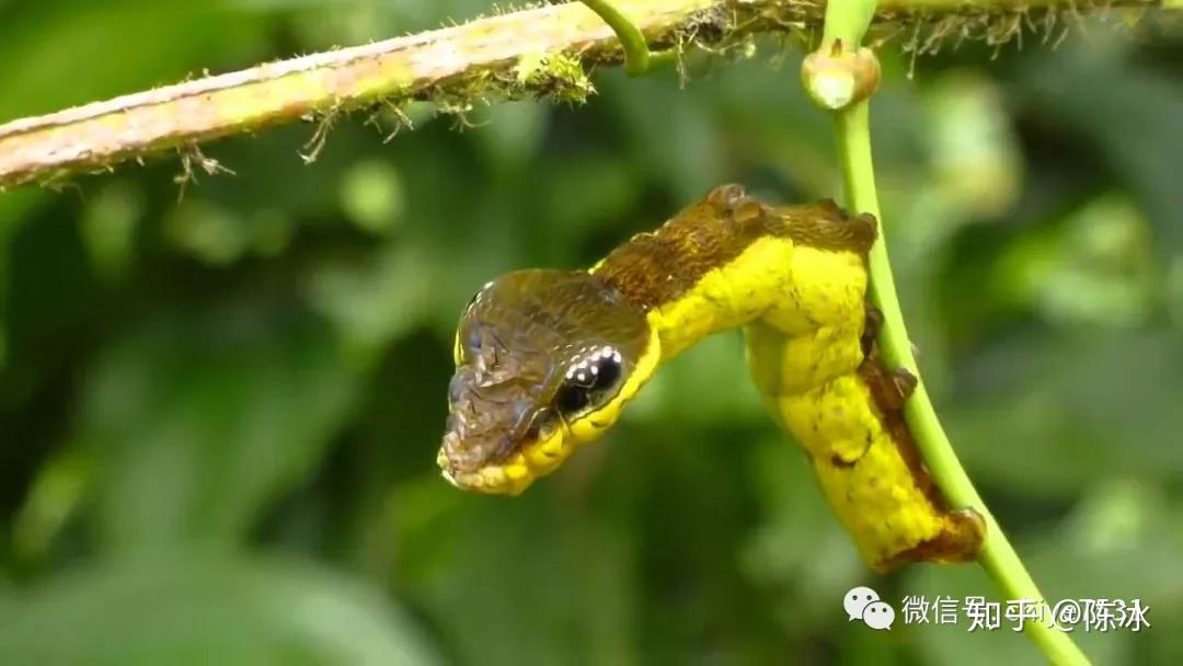 拟态进化一切为了活下去