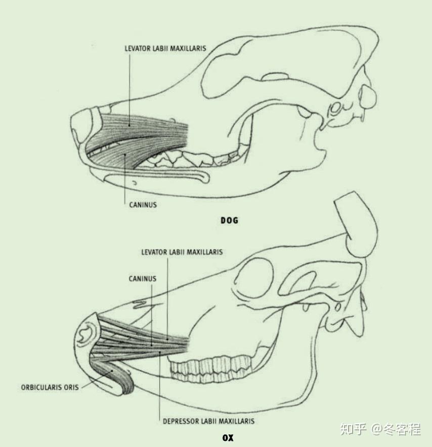 动物肌肉-头部肌肉-04 - 知乎