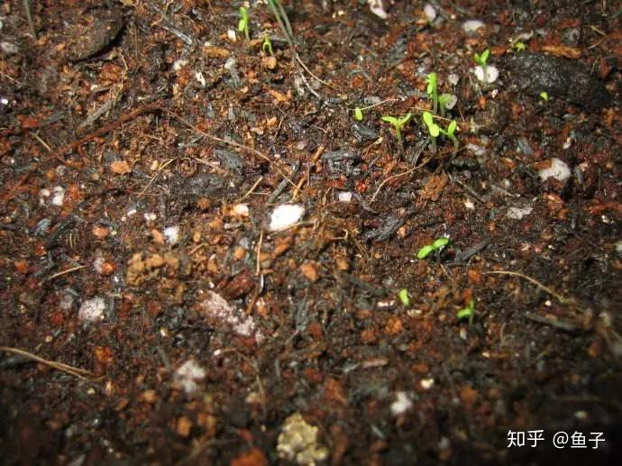 【土壤】五色菊对土壤不挑剔,只要是湿润的环境就可以生根发芽,在疏松