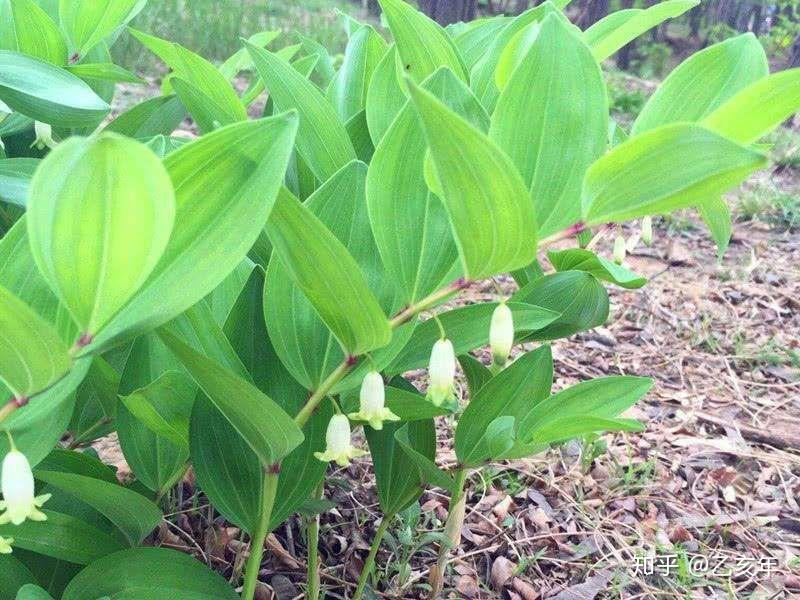 怎么卖黄精 v2-56df4b82c42d49c09f62fab90984e74e_r.jpg