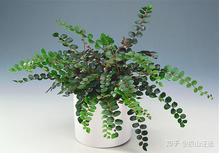 植物纠错:钮扣蕨 - 知乎