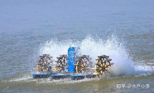 鱼开春产卵死亡量大 月子病 怎么预防 才能减少死亡风险 知乎