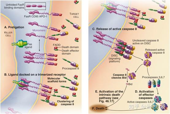 外源性细胞凋亡途径