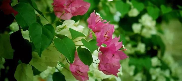 开花 英语怎么说 可不是open Flower 知乎