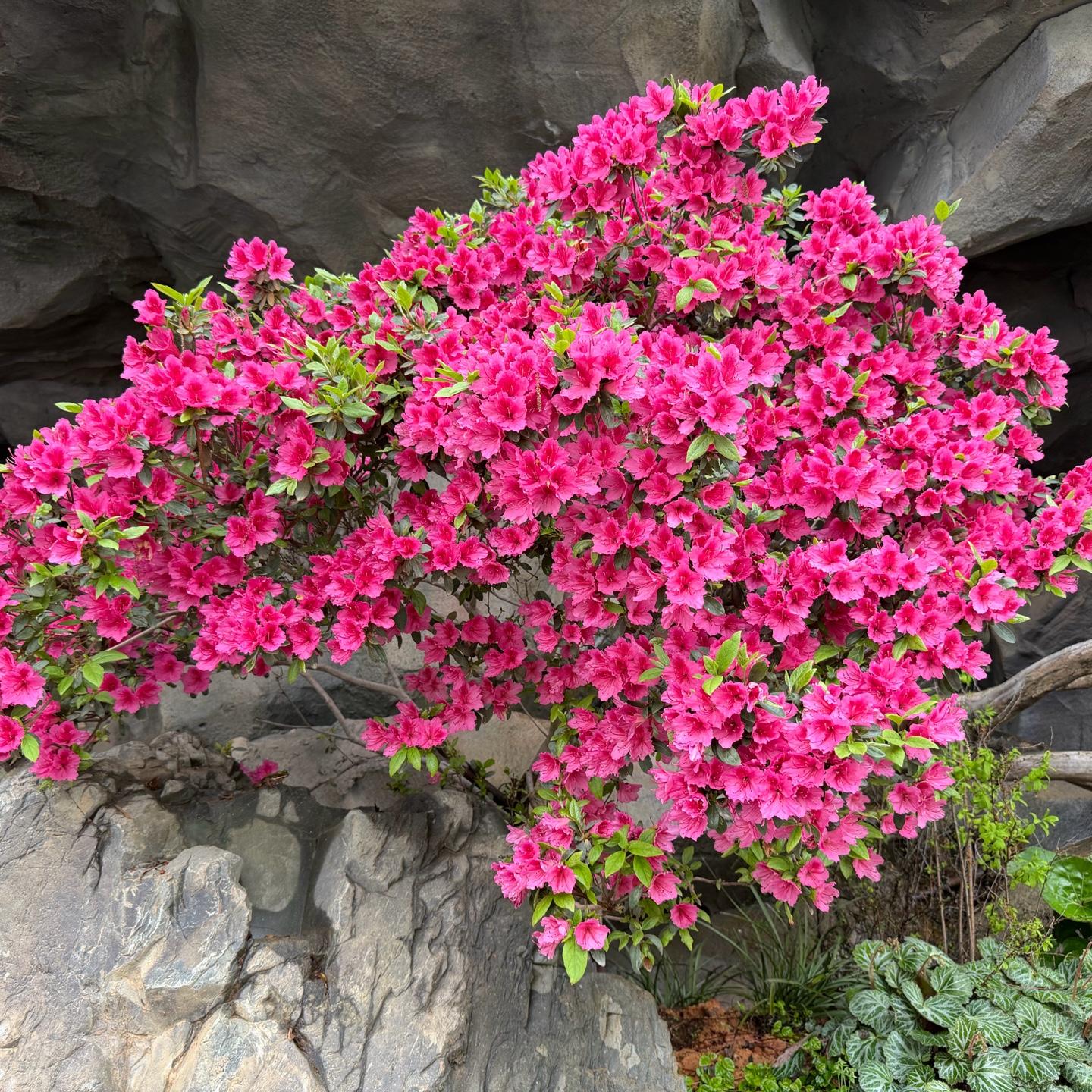 生如夏花
