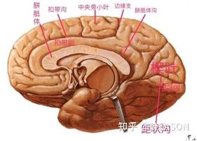 中枢神经系统解剖—端脑(1) - 知乎