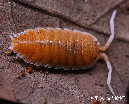 原生态之美 porcellio属 92鼠妇美图鉴