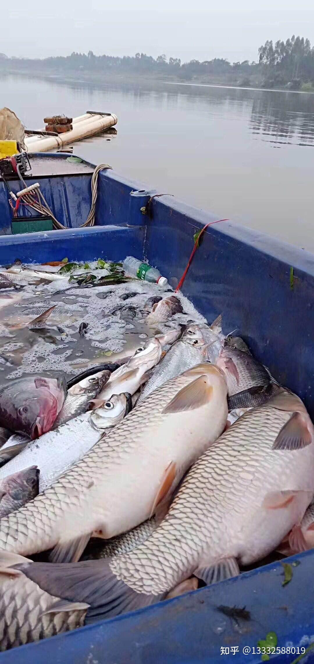 起魚最好的無鱗魚機100米深水無鱗魚機