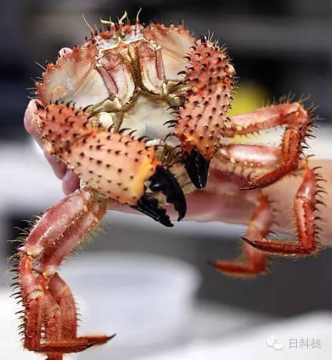 蟹蟹社会 在日本你想吃和不想吃的28种蟹都在这里 知乎