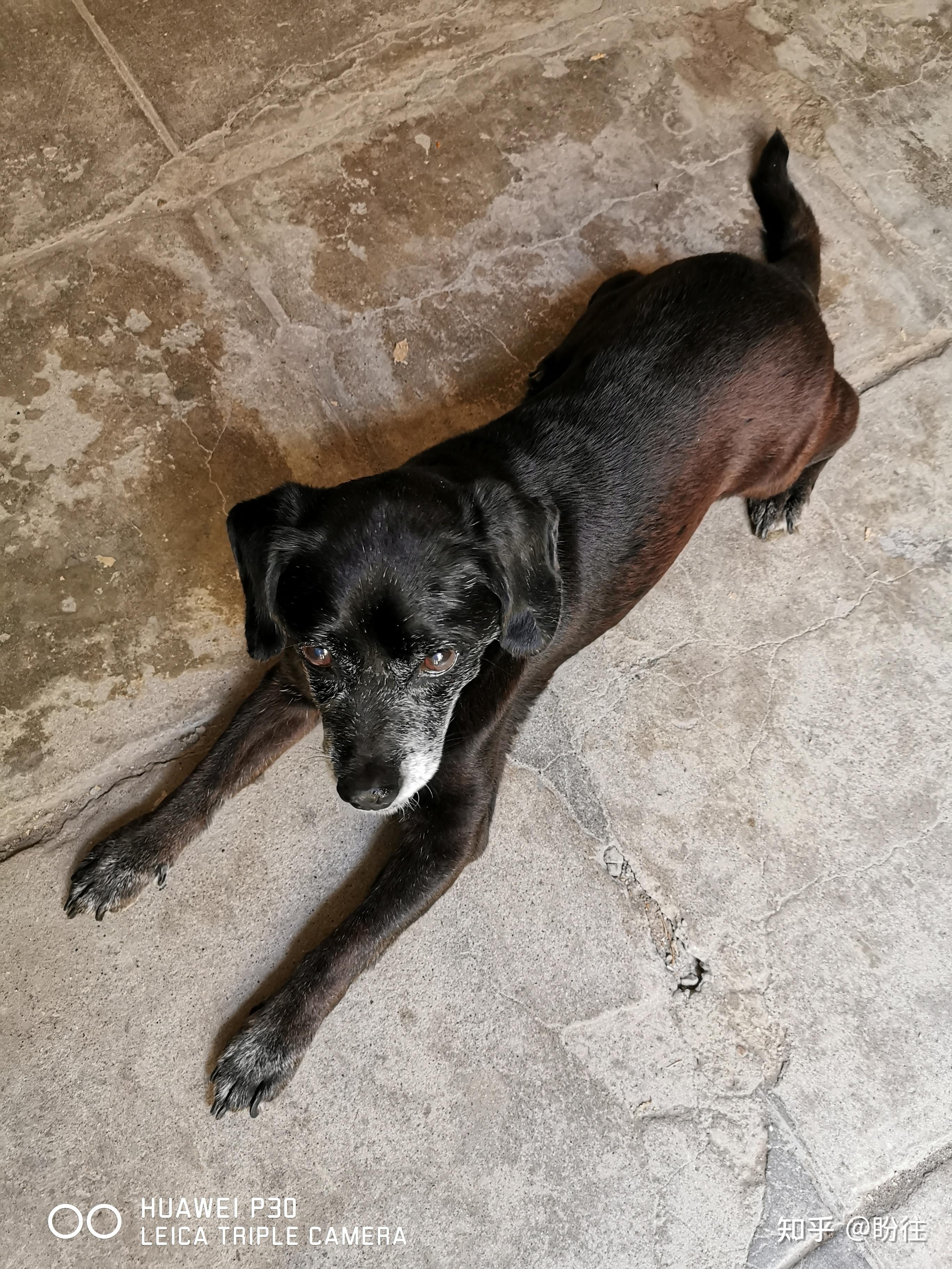 北京鼓楼广场寻找一只黑色公帕特大勒梗