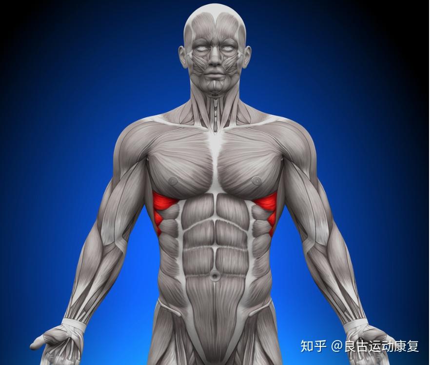 泡沫轴筋膜放松系列——“前锯肌”详解 - 知乎