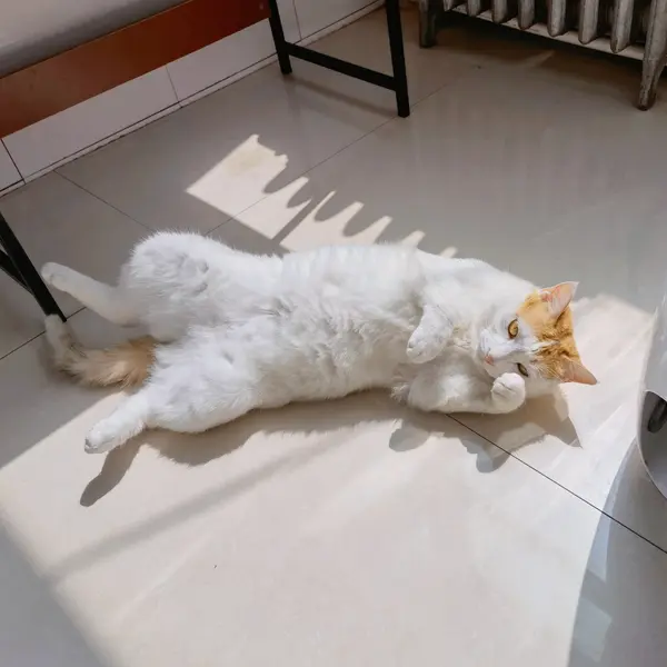 如何挑选安全放心又性价比高的猫粮？比瑞吉新品亲测