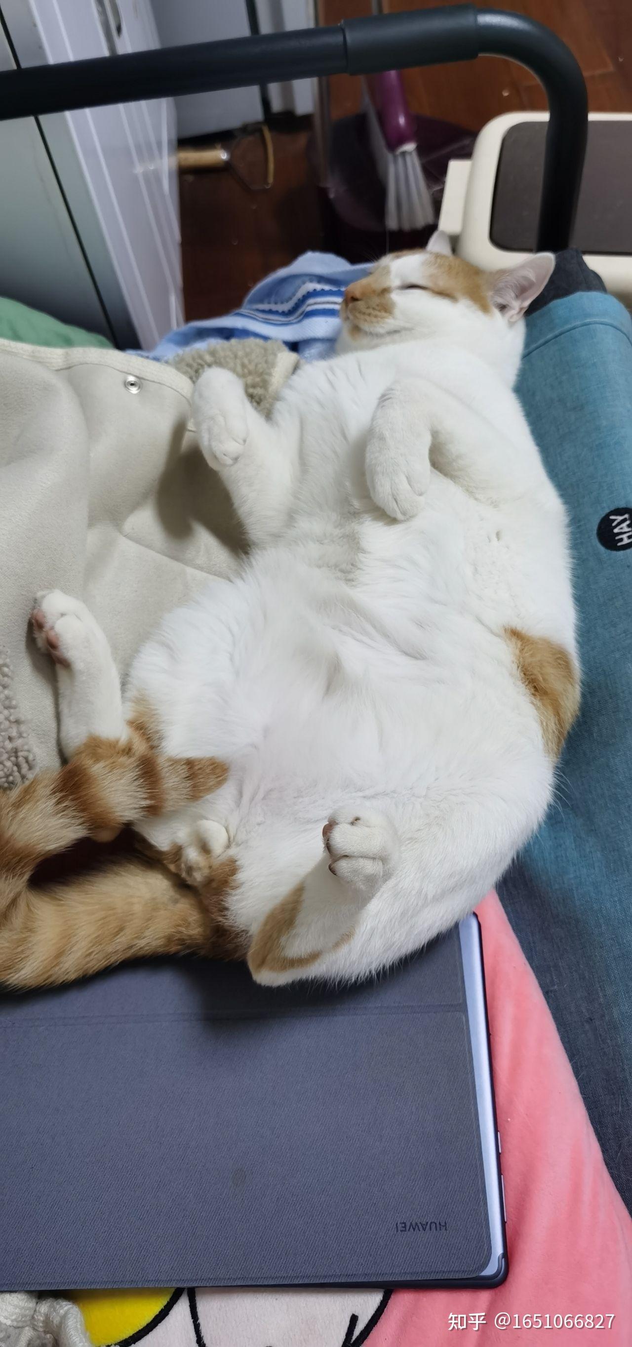 为什么猫咪会四肢朝天仰着睡觉? - 知乎