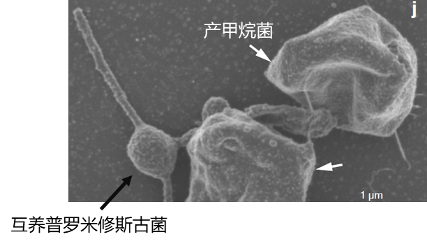 古菌的第4个界——从阿斯加德古菌到普罗米修斯古菌 - 知乎