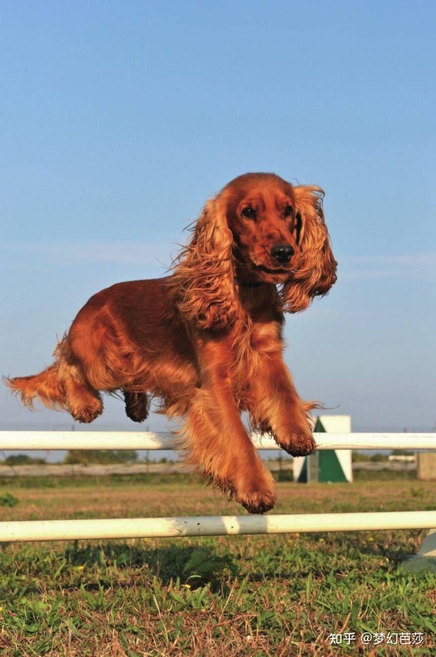 英国可卡犬图片 中型图片