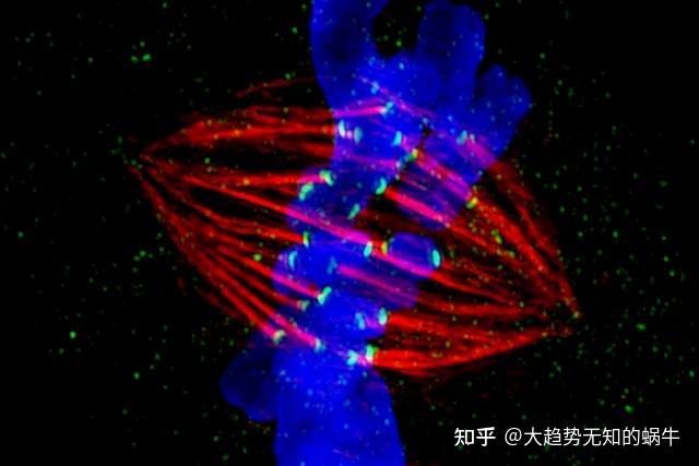 我们不知道答案的125个科学问题(65)端粒和着丝粒 - 知乎