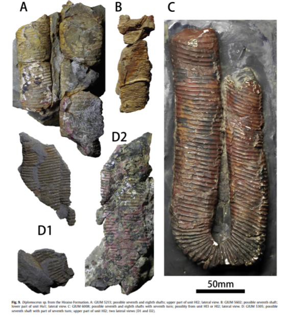 头足纲小传21棘皮小丑勾菊石目