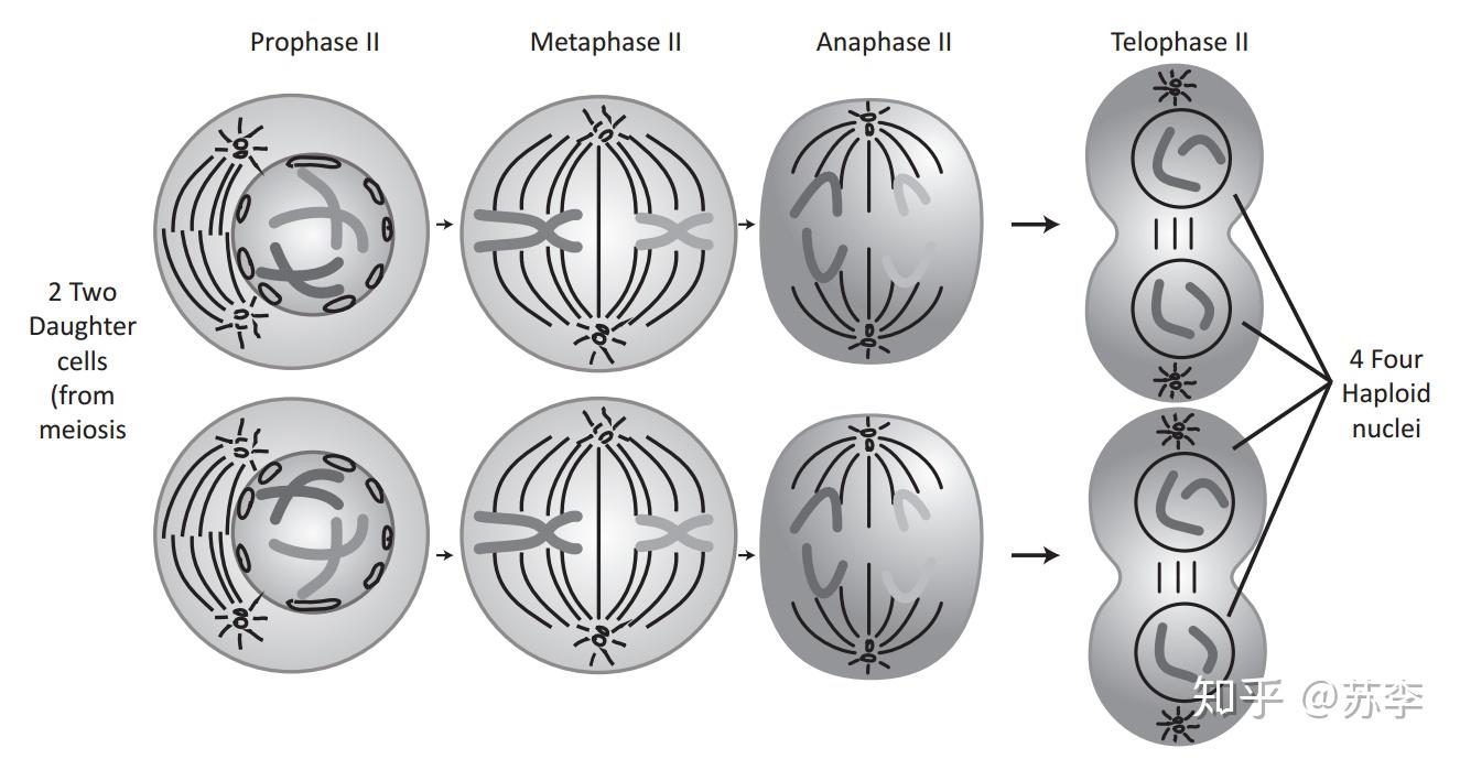 Topic 3.3 Meiosis 减数分裂 - 知乎