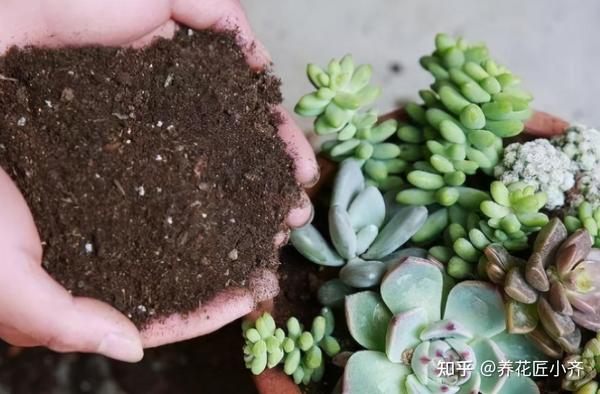 花土别再乱买了 搞不清养花环境 再好的土也烂根 自己配制最好 知乎
