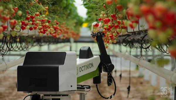 (octinion公司的草莓机器人每五秒可以采摘一颗草莓)