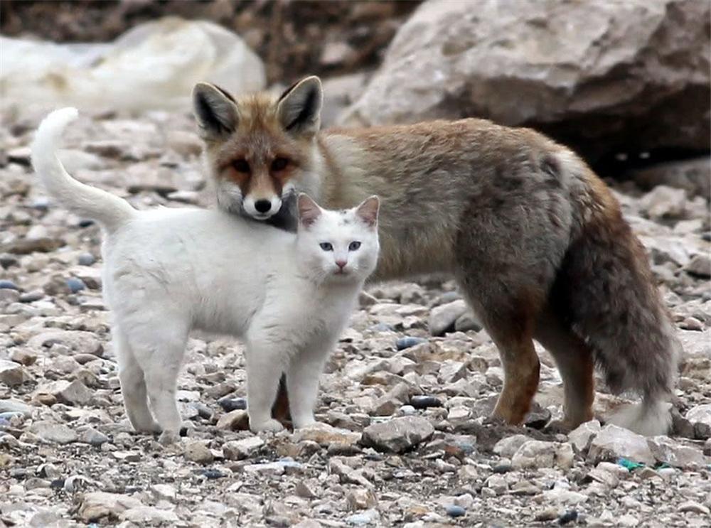 南加州一狐狸头像野猫,为躲避天敌1年挖100个洞,却被美国人杀绝 - 知乎