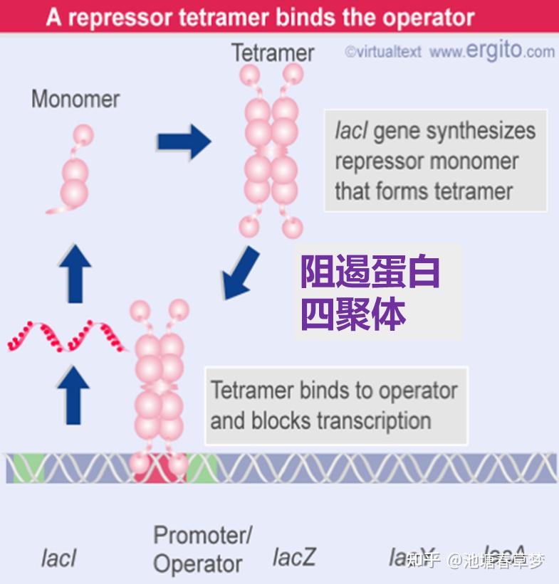 深入浅出原核基因表达调控（乳糖操纵子、色氨酸操纵子） - 知乎