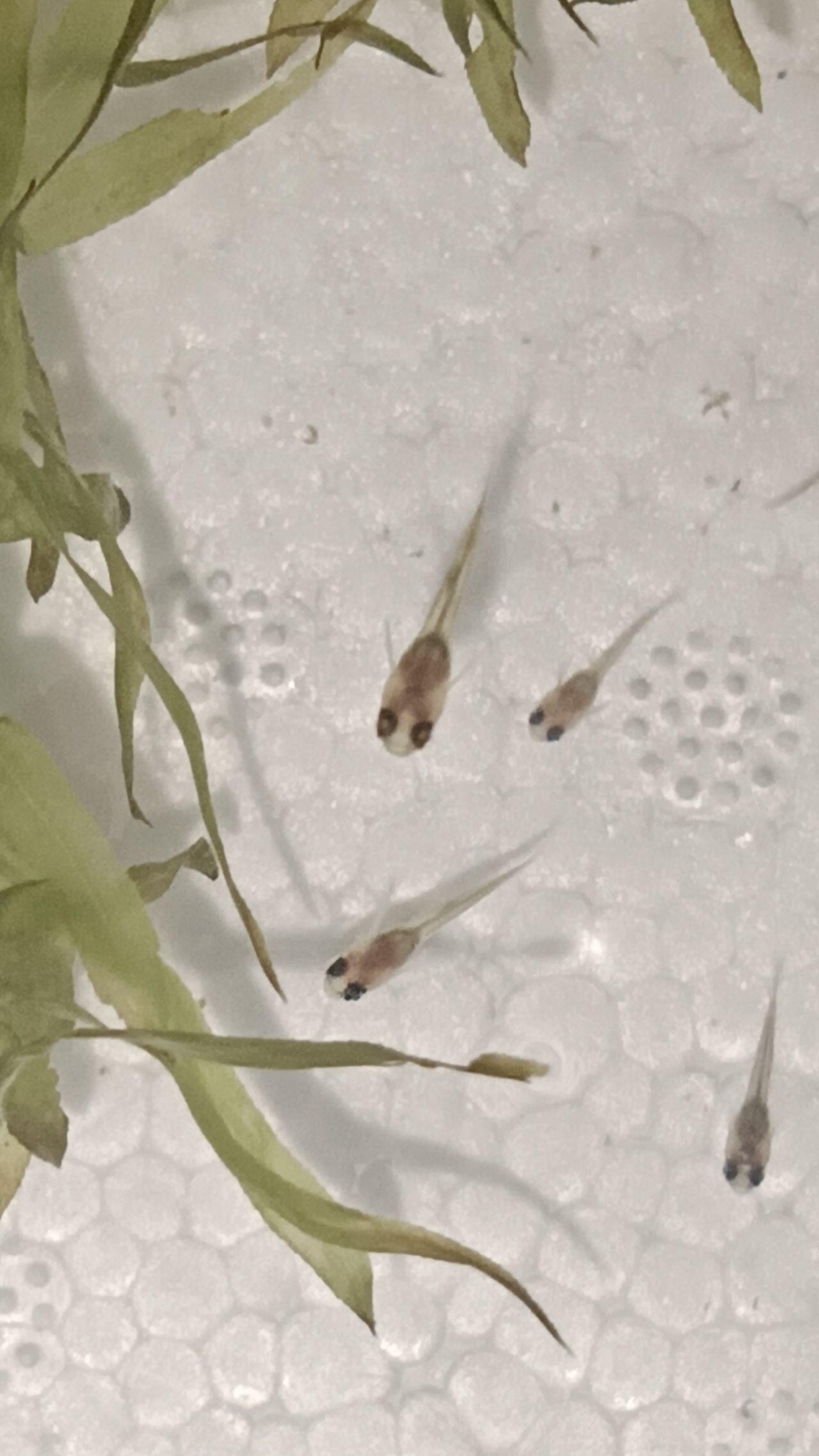 超详细的 孔雀鱼苗 成长记录