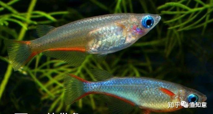 小型观赏鱼:七彩稻田鳉鱼 - 知乎
