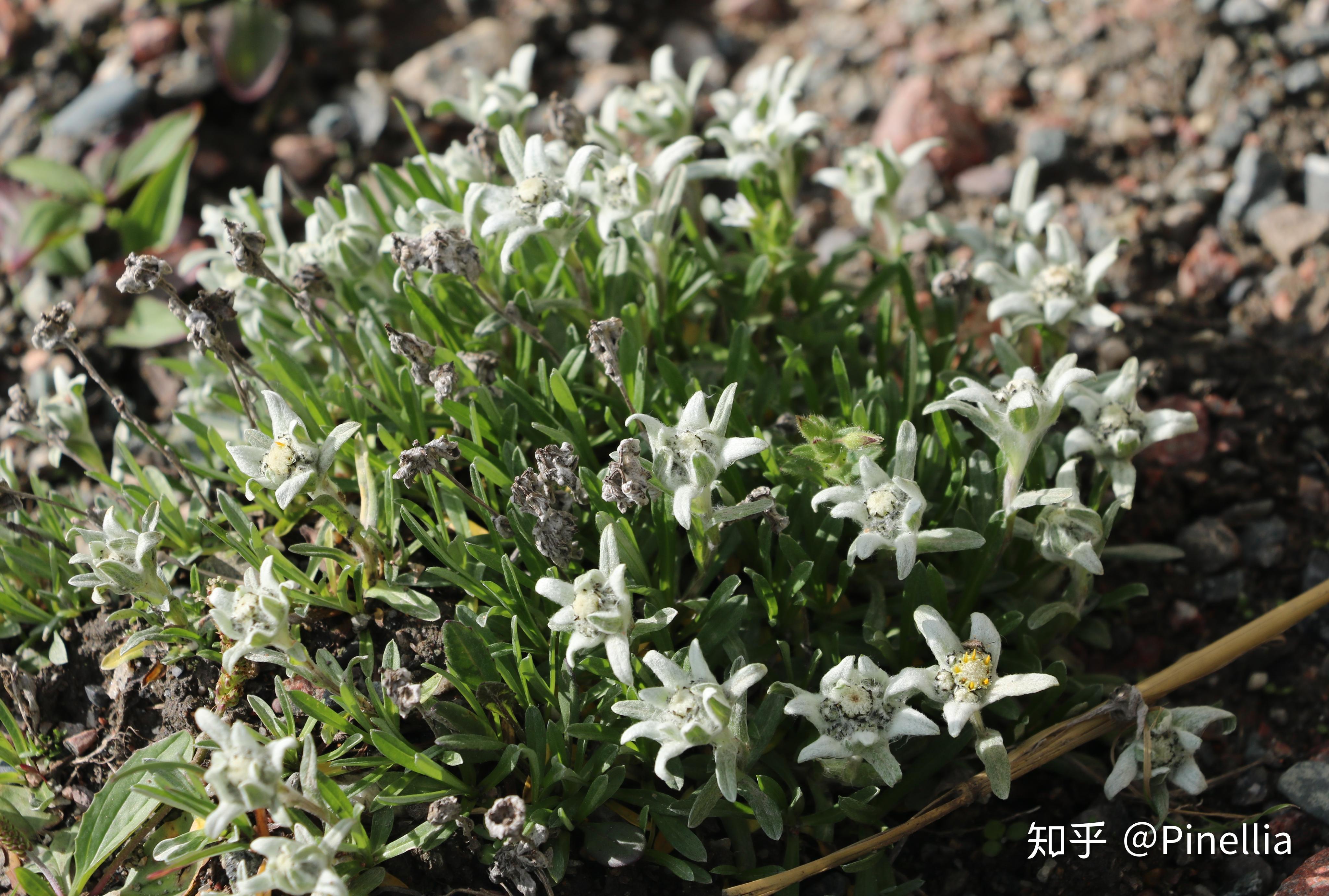 青藏秘境寻花之祁连篇上阿咪东索山