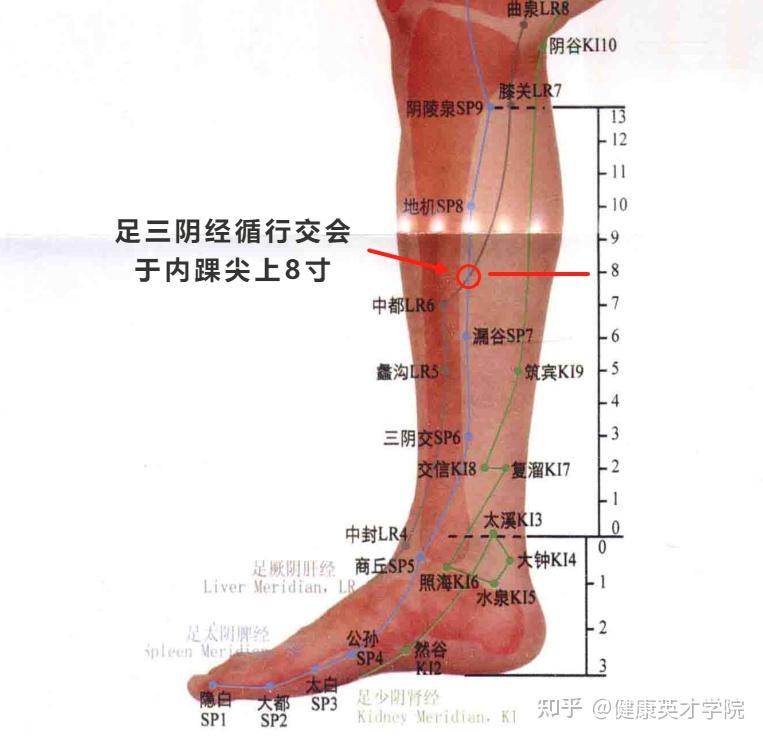 脚踝经络图 内侧图片